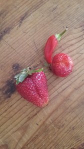 You may have seen the impressive selection of veg we received from the neighbours in the last blog. Well, I have plans to share our impressive harvest with them...