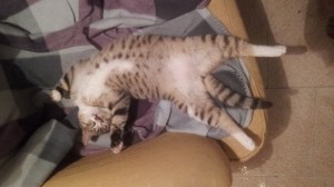 C360_2014-12-09-20-19-39-130