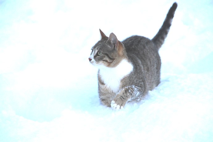 The cat didn't walk through the snow but leapt like a gazelle.  Very elegant.
