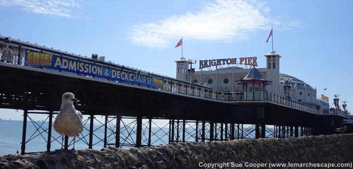 Brighton Pier & Seagull