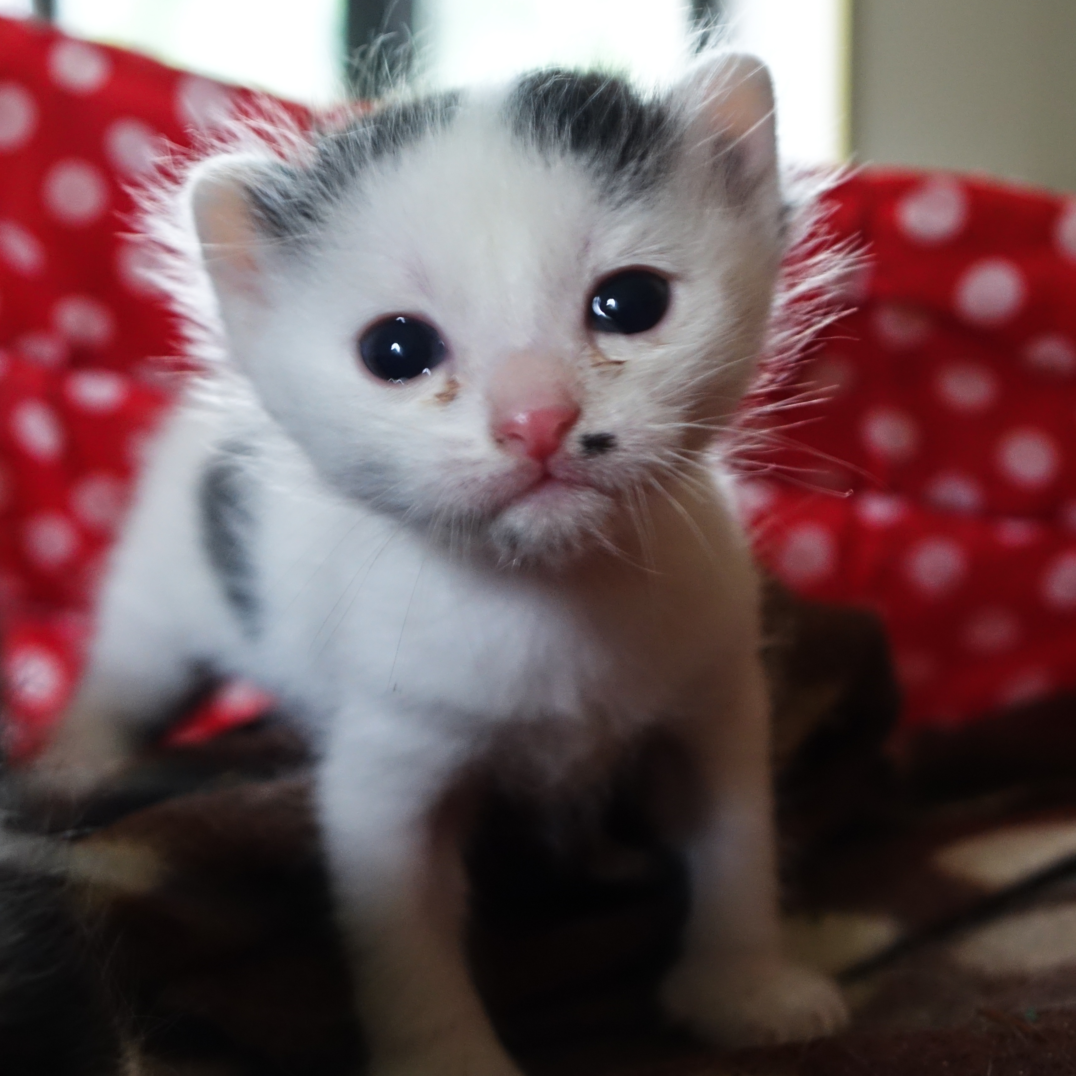 Elcito (17 of 17).jpg