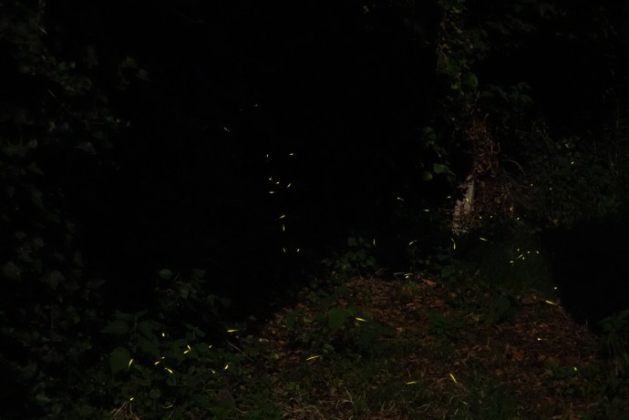 Fireflies