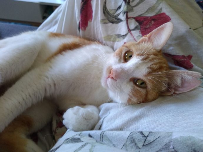 IMG_20190729_122216984